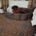 Doberccademy