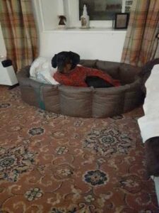 Doberccademy